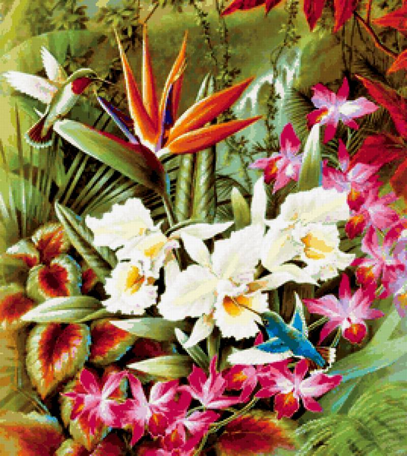 калибри - птица, птицы, пейзаж, африка, цветы - предпросмотр