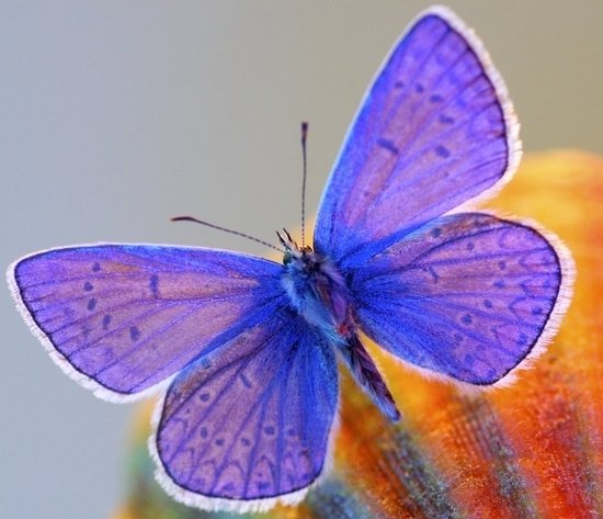 Бабочка для принта на одежду. - принт, бабочка - оригинал