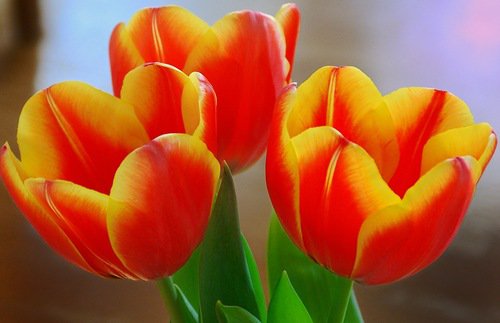 тюльпаны - тюльпаны, цветы - оригинал