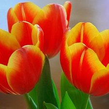 Схема вышивки «тюльпаны»