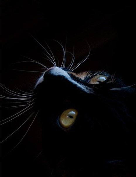 Черная кошка - кошка - оригинал