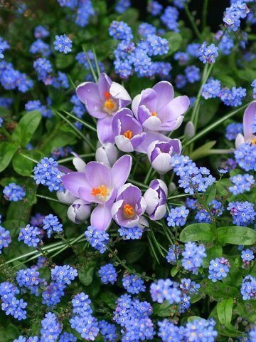 №371711 - цветы - оригинал