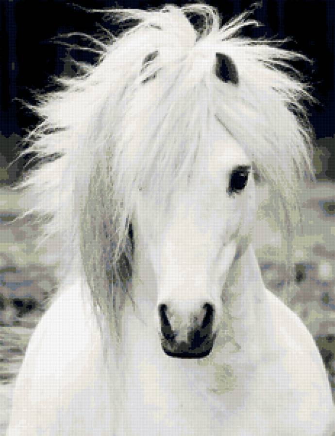 Белогривка - лошадь - предпросмотр