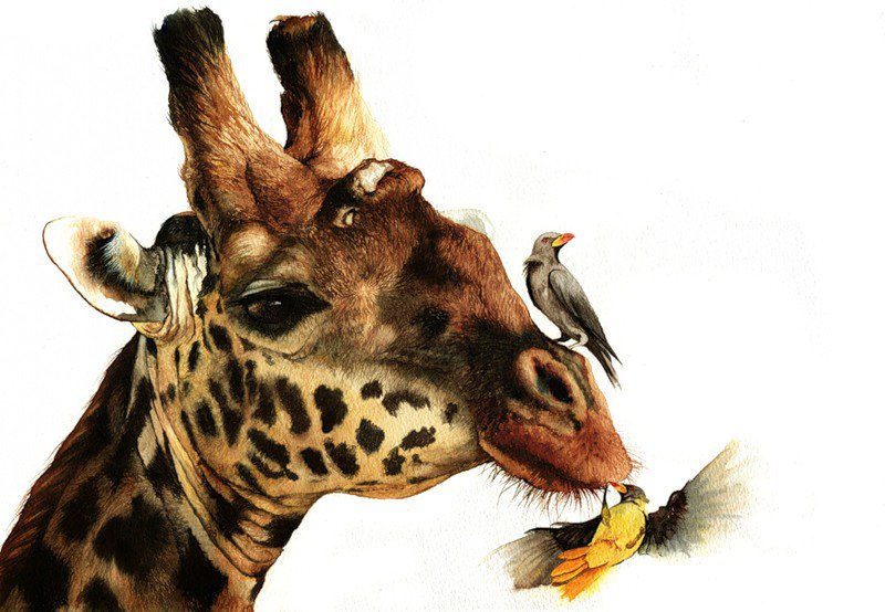 жираф - оригинал