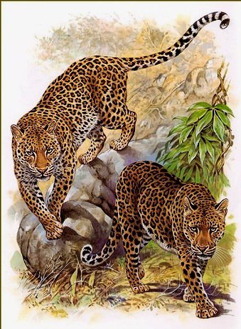 дикие животные - оригинал