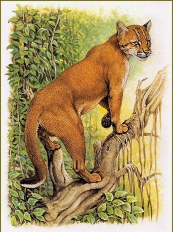 дикие животные - оригинал