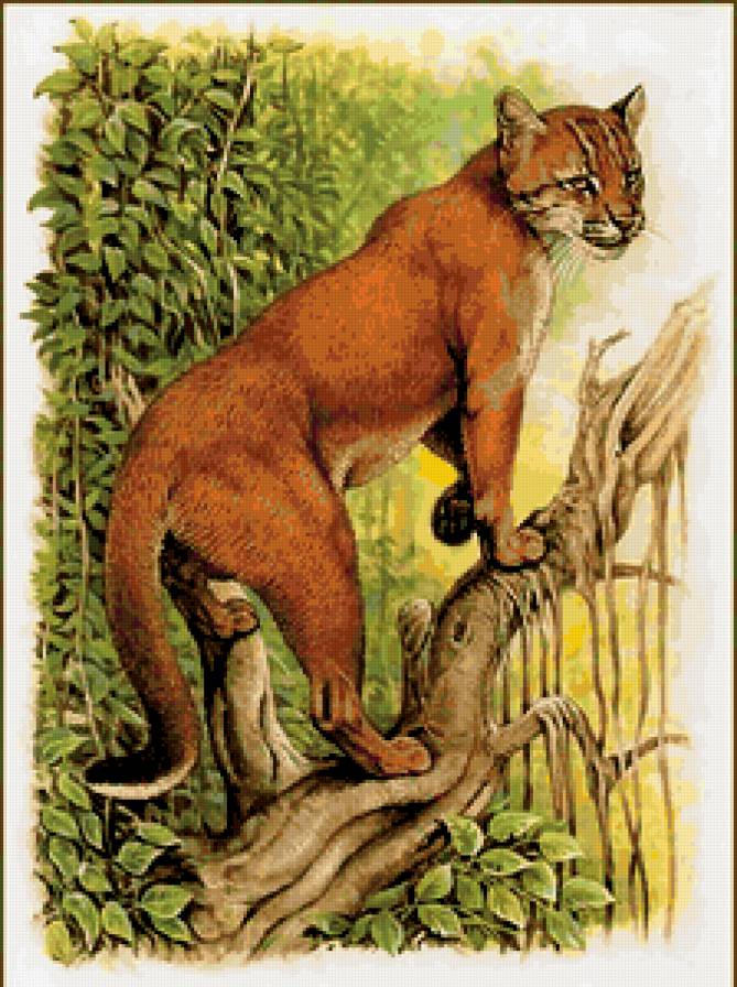 дикие животные - предпросмотр