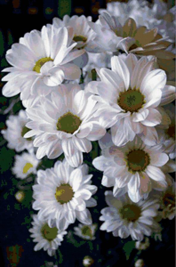 Белая хризантема - цветы - предпросмотр