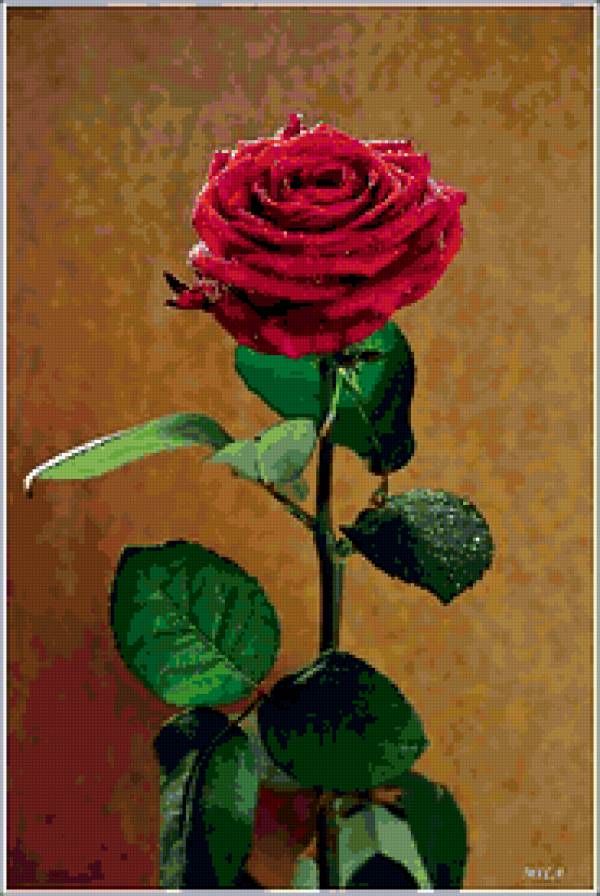 роза - розы, цветок, роза, цветы - предпросмотр