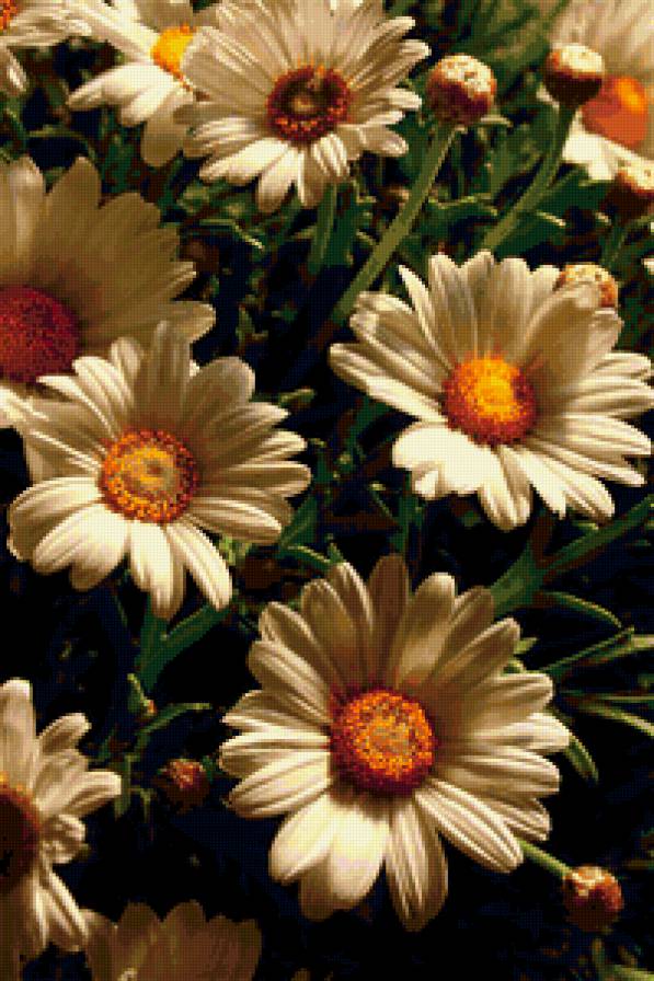 Хризантемы - цветы - предпросмотр