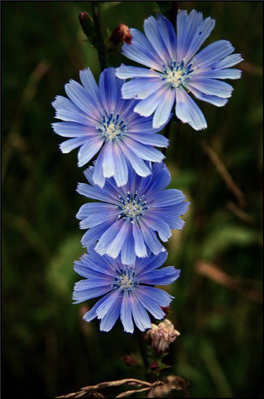 Цикорий - цветы - оригинал