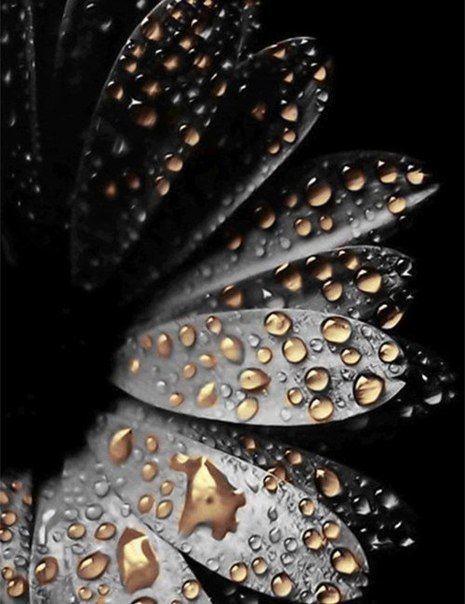 №372240 - цветы - оригинал