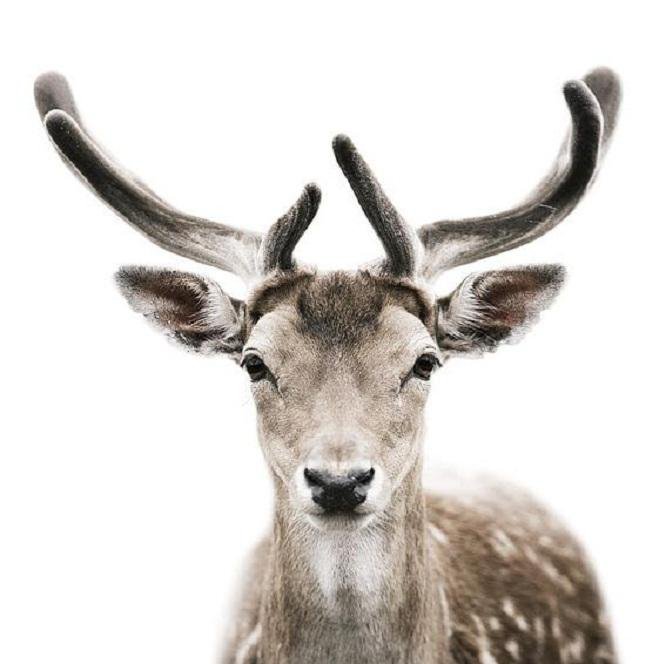 №372310 - оригинал