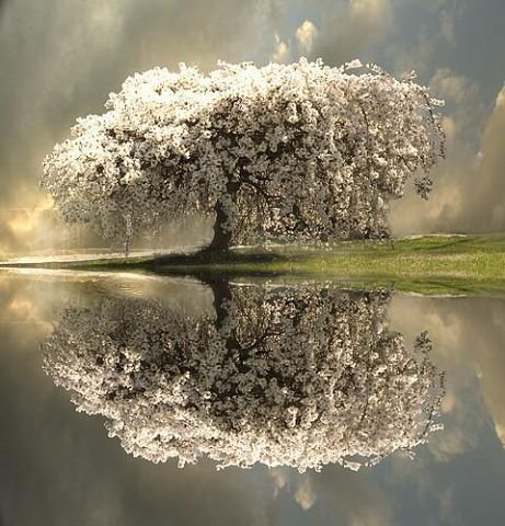 №372312 - оригинал