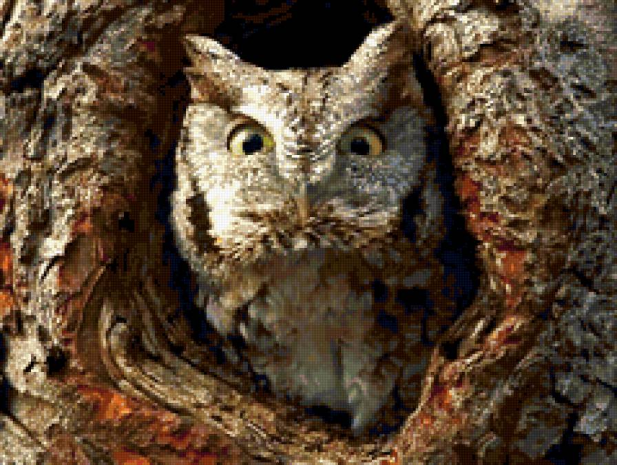 Совушка - птица сова прятки - предпросмотр