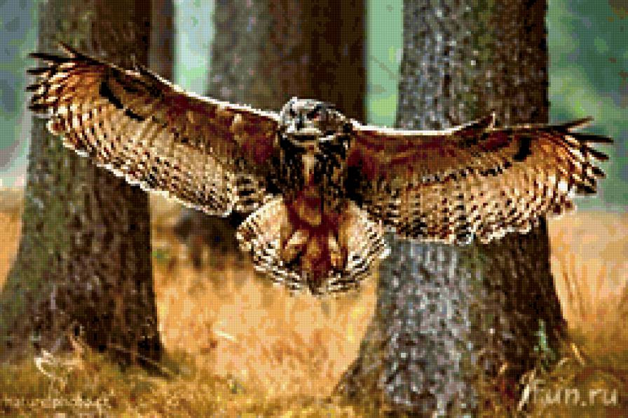 Полет совы лес - сова полет крылья - предпросмотр