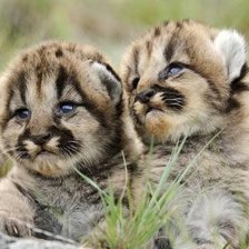 Оригинал схемы вышивки «№372452»