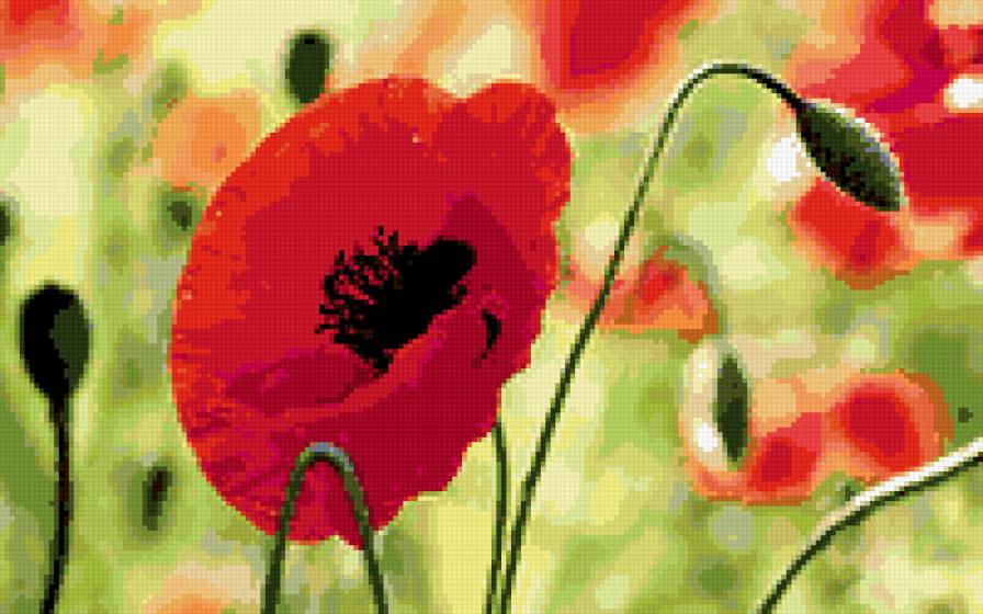 №372908 - маки - предпросмотр