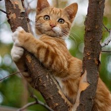 Схема вышивки «Котик»