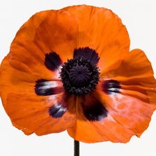 Схема вышивки «№373137»