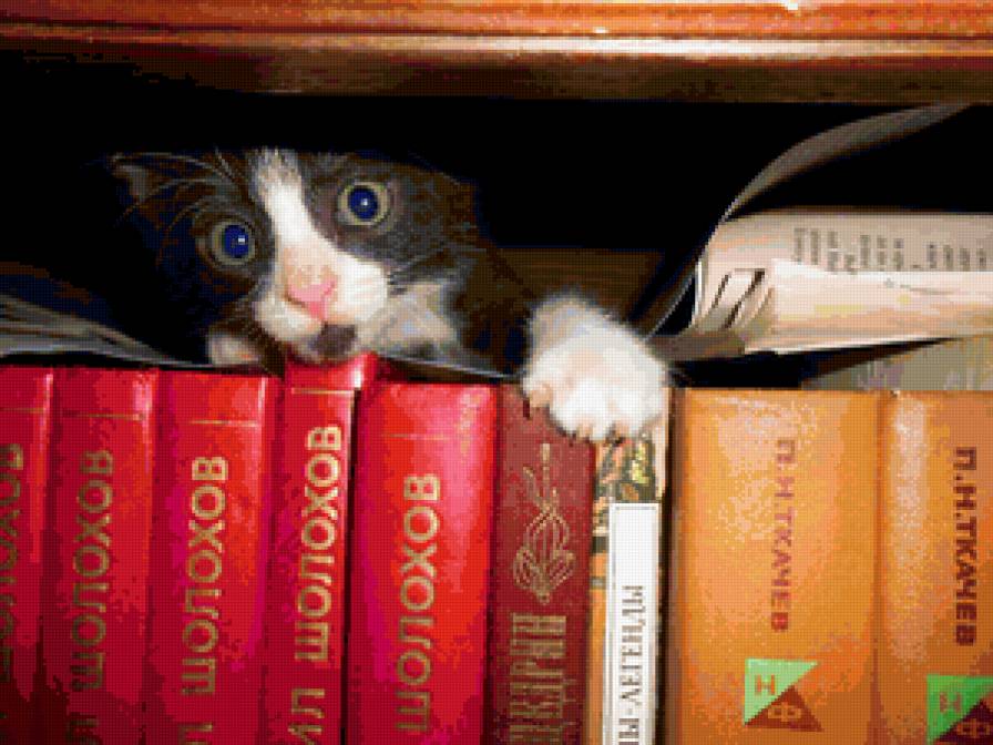 серж - предпросмотр