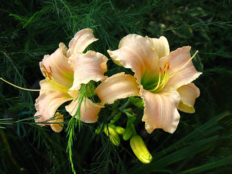 лилии - цветы, лилии - оригинал