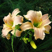 Схема вышивки «лилии»