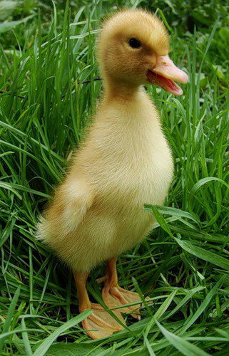 №374402 - оригинал