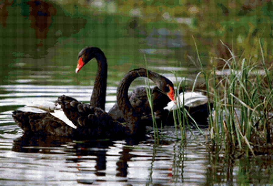 черный лебедь - предпросмотр