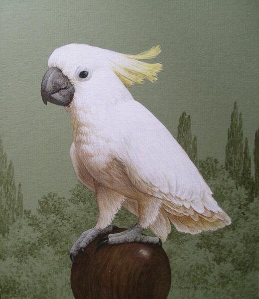 попугай 30 - оригинал