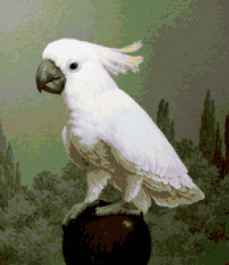 попугай 30 - предпросмотр