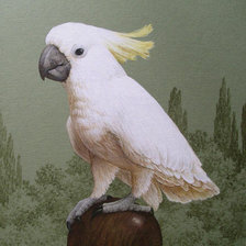 Схема вышивки «попугай 30»