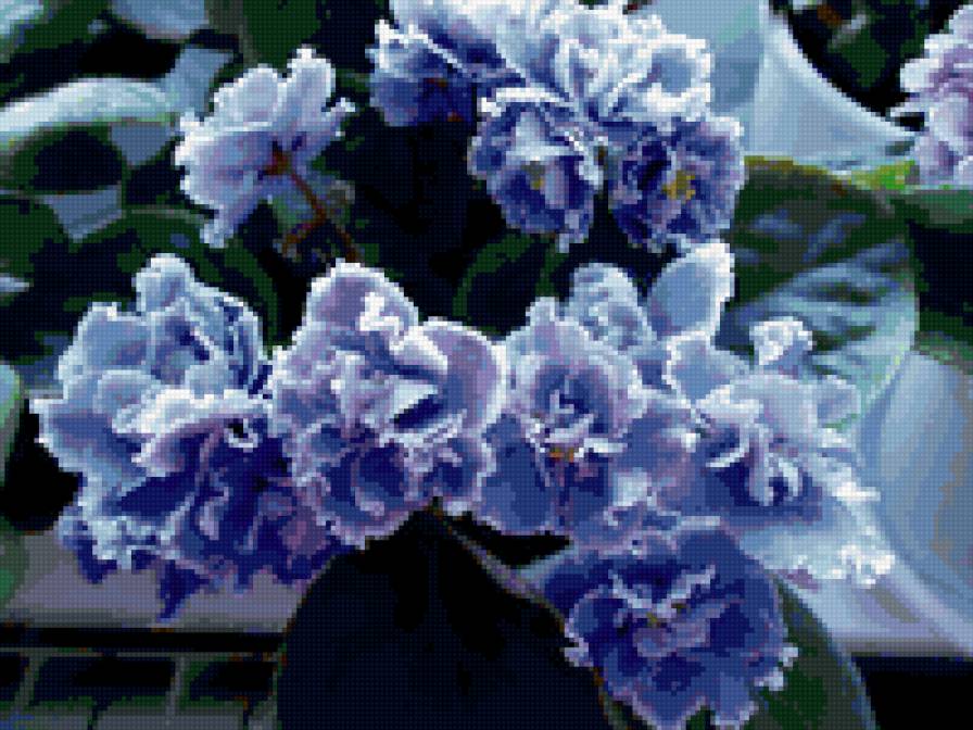 фиалки - предпросмотр