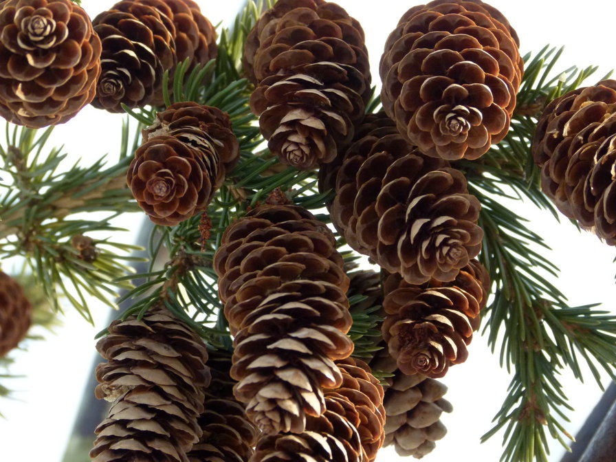 шишки - оригинал