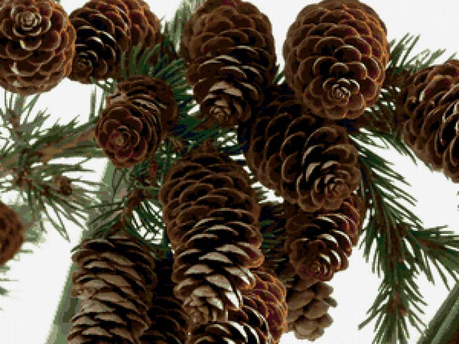 шишки - предпросмотр