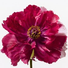 Схема вышивки «№374948»