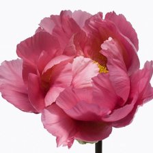 Схема вышивки «№374949»