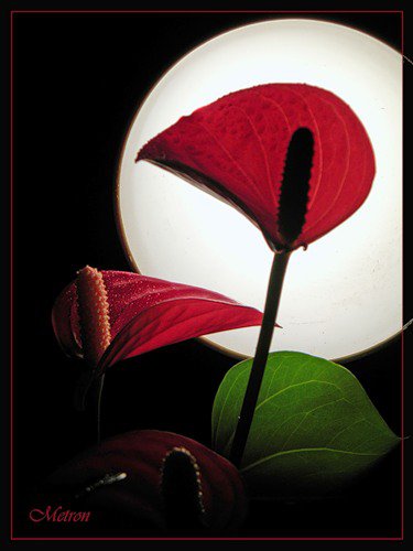 №375111 - луна, цветы - оригинал