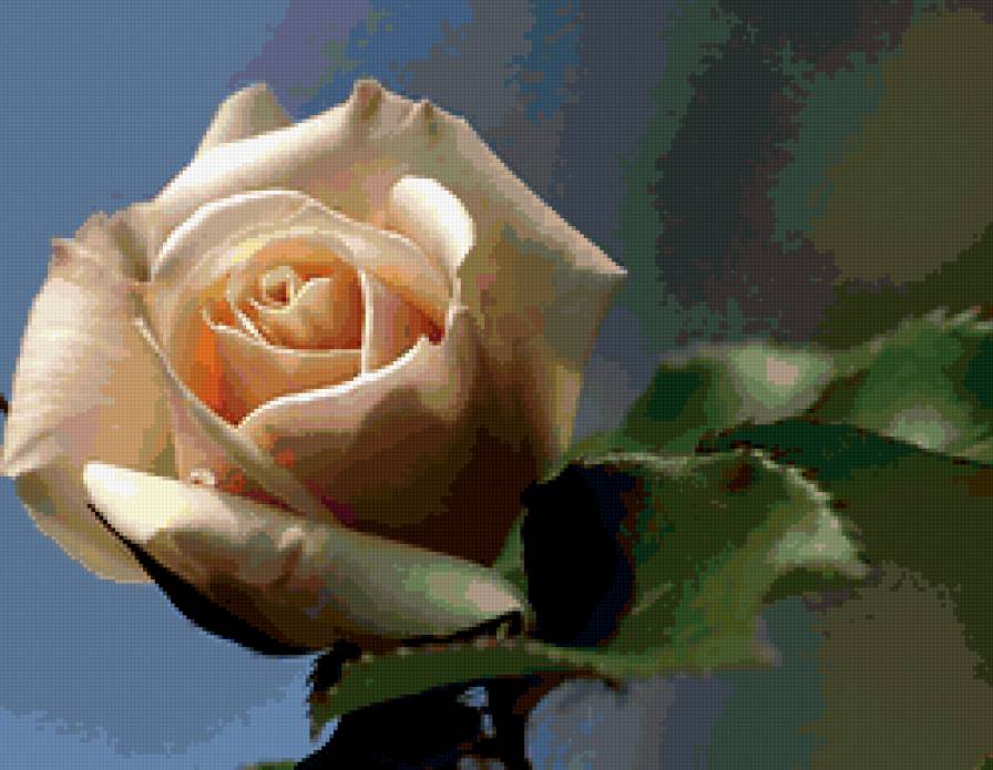 роза - розы, цветы, роза, цветок - предпросмотр