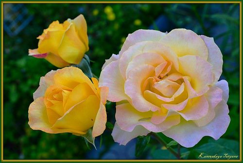 розы - роза, цветы, цветок, розы - оригинал