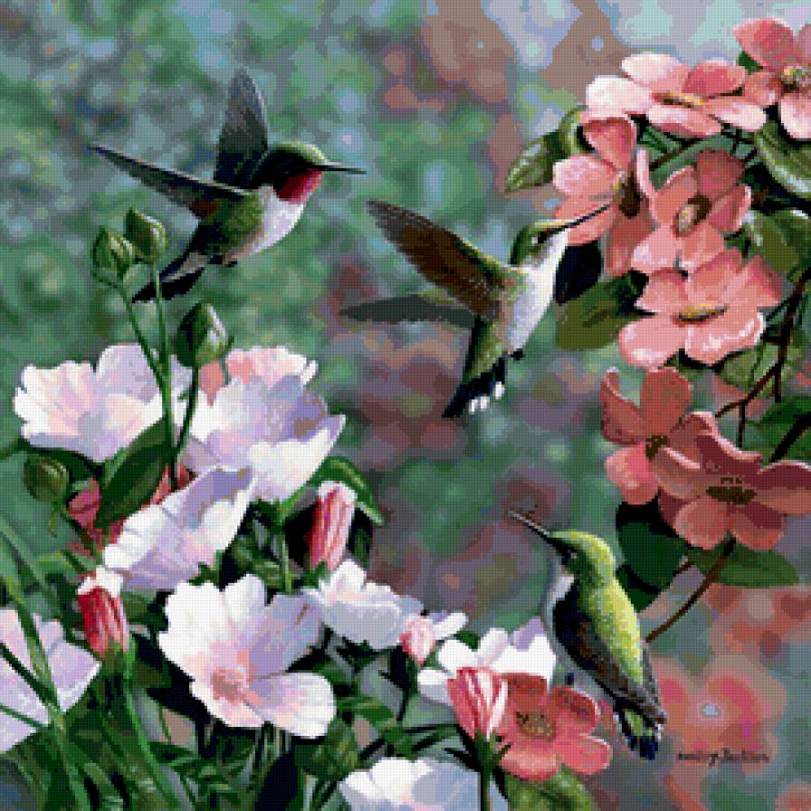 Колибри - птички, цветы, колибри - предпросмотр