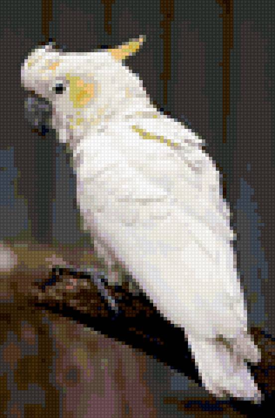 попугай 35 - предпросмотр