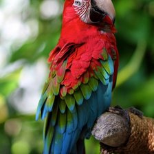 Схема вышивки «попугай 60»