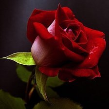 Схема вышивки «Роза»