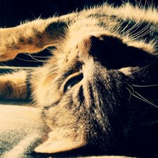 Схема вышивки «котЭ»