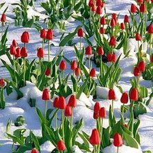 Оригинал схемы вышивки «тюльпаны из под снега» (№375539)