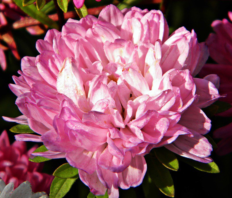 №375544 - цветы - оригинал