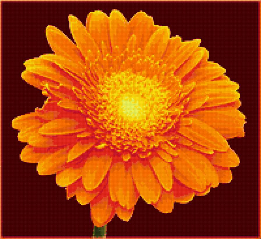 гербера - цветы, герберы, цветок - предпросмотр