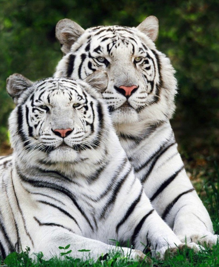 Тигр - тигр, пара - оригинал