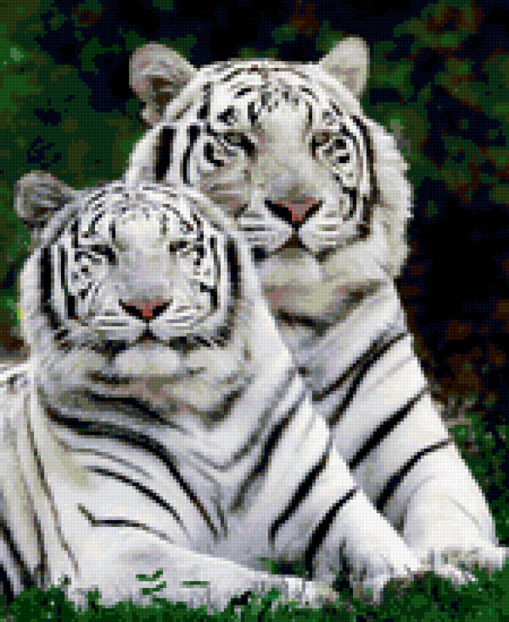 Тигр - пара, тигр - предпросмотр